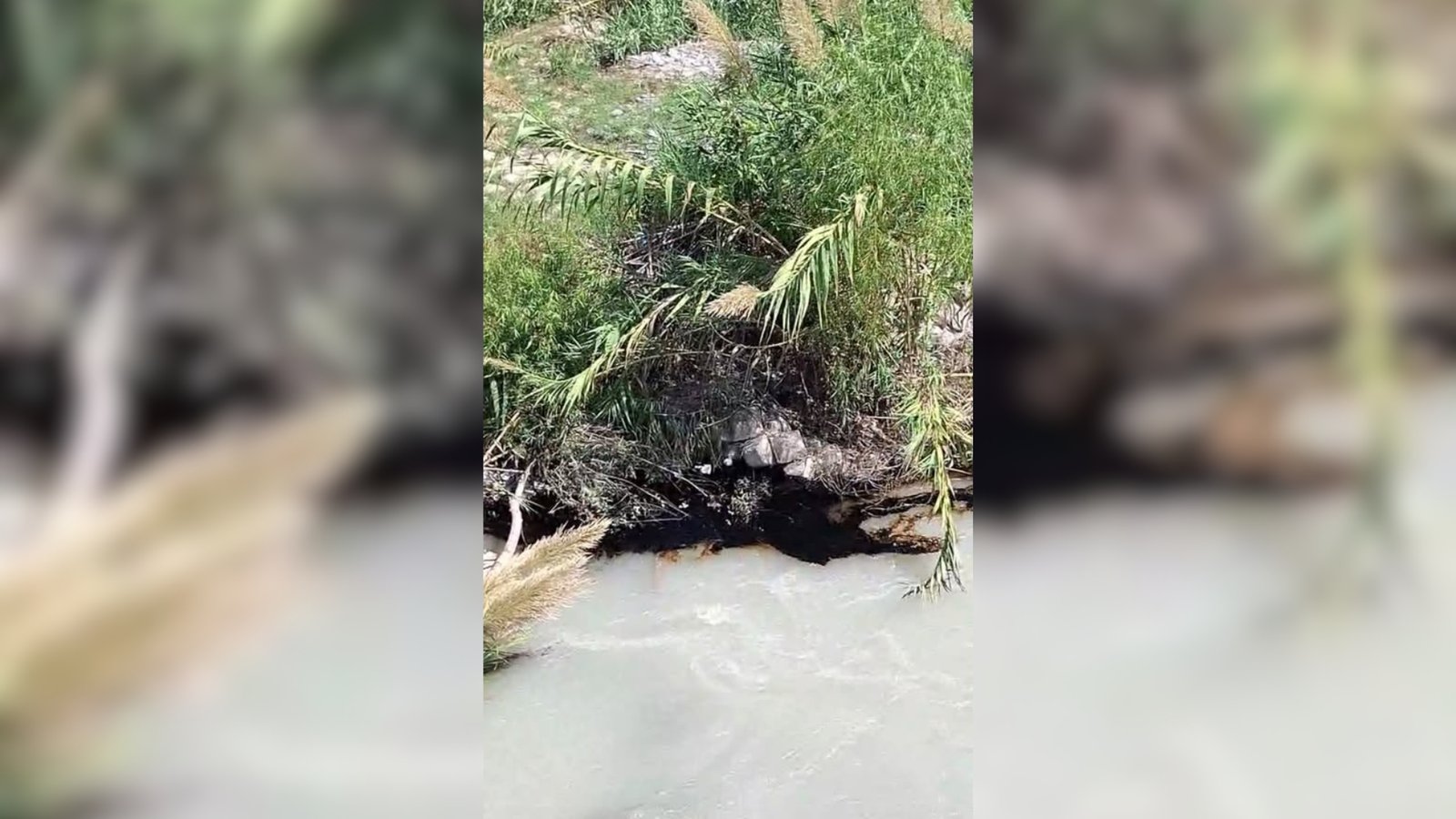 Fuga de combustible en ducto de Pemex moviliza a autoridades en el Río Pilón Montemorelos