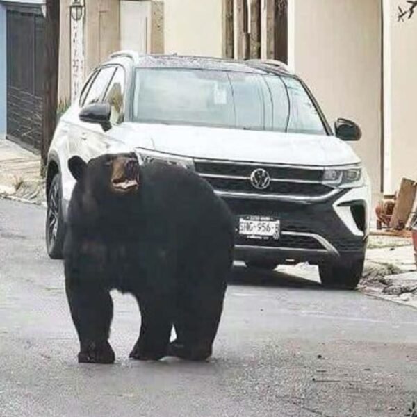 Fortalece Nuevo León monitoreo del oso negro con collares satelitales