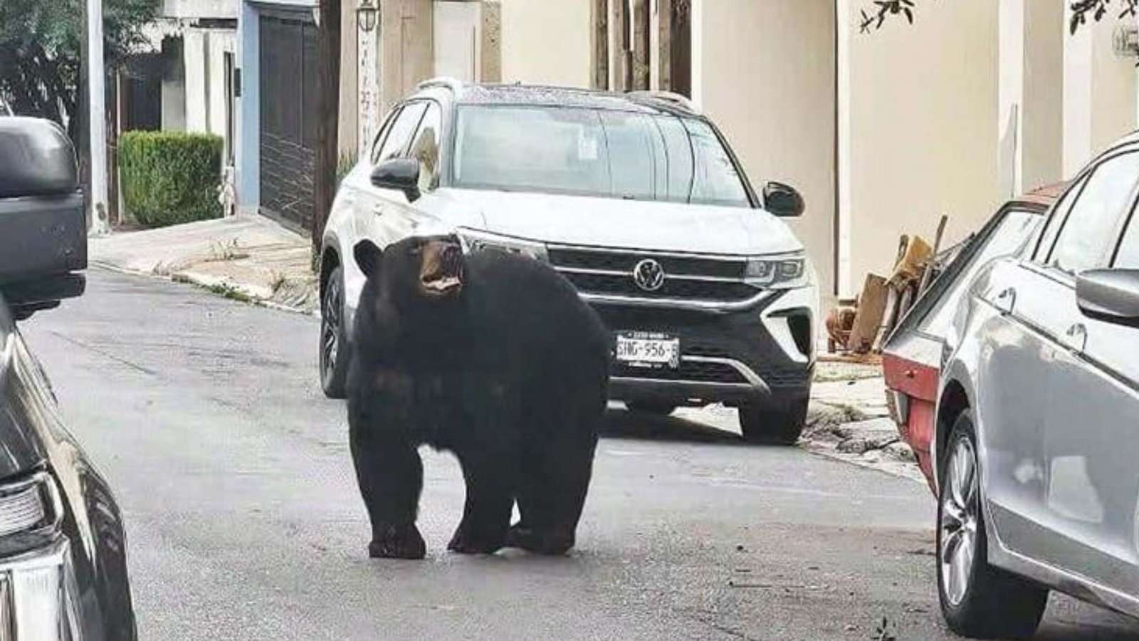 Fortalece Nuevo León monitoreo del oso negro con collares satelitales